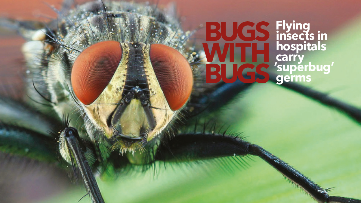 Bugs with Bugs Killgerm Matthew Davies Bugs with Bugs Killgerm Matthew Davies